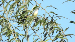 Serpophaga subcristata