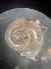 Glyphyalinia wheatleyi