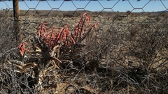 Gonialoe variegata