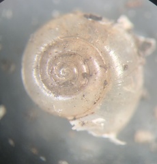 Glyphyalinia wheatleyi