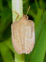 Phyllocephalinae