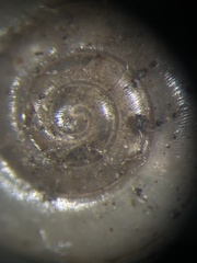 Glyphyalinia wheatleyi