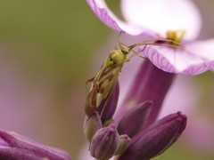 Reuterista instabilis