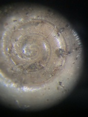 Glyphyalinia wheatleyi