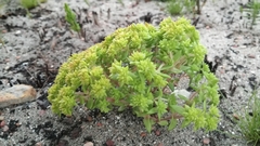 Crassula glomerata