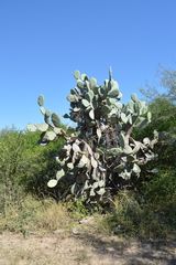Opuntia quimilo