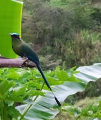 Momotus aequatorialis