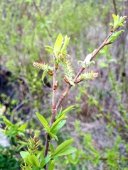 Salix