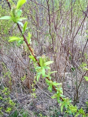 Salix