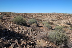 Euphorbia gregaria
