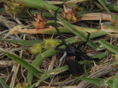 Latrodectus mirabilis