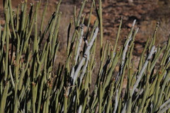 Euphorbia gregaria