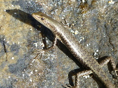 Cryptoblepharus litoralis