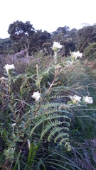 Lasiosiphon calocephalus