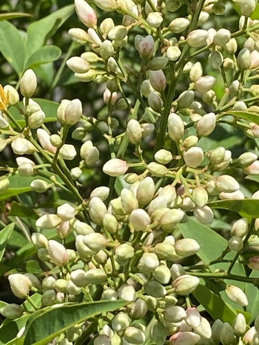 Nandina domestica image