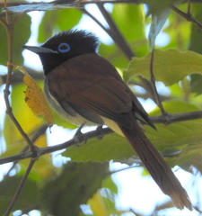 Terpsiphone viridis granti