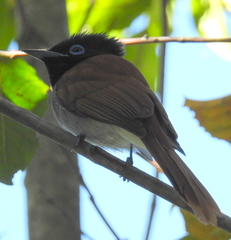 Terpsiphone viridis granti