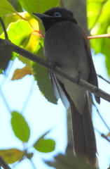 Terpsiphone viridis granti