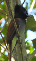 Terpsiphone viridis granti