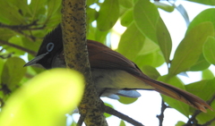 Terpsiphone viridis granti