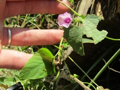 Ipomoea grandifolia