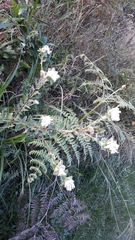 Lasiosiphon calocephalus