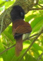 Terpsiphone viridis granti