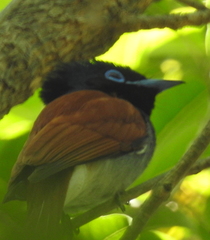 Terpsiphone viridis granti