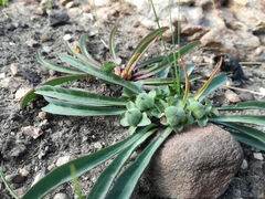 Euphorbia silenifolia