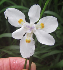 Dietes