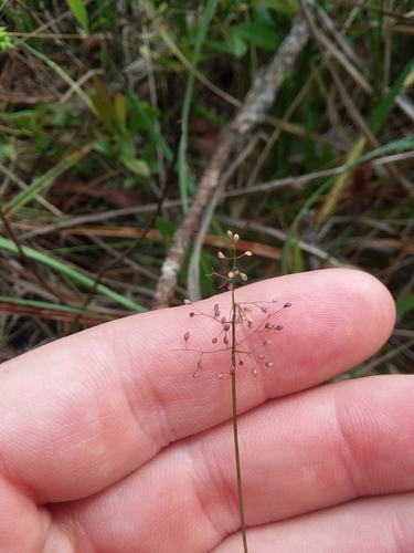 Image of Small-Leaved Witchgrass (Dichanthelium ensifolium) by (c) Will McFarland, some rights reserved (CC BY)