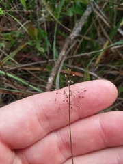 Dichanthelium ensifolium