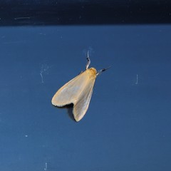 Symmetrodes sciocosma