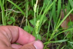 Carex grisea