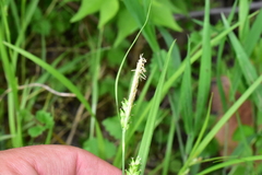 Carex grisea