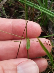 Dichanthelium ensifolium