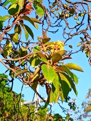 Byrsonima crassifolia