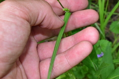 Carex grisea