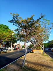 Byrsonima crassifolia