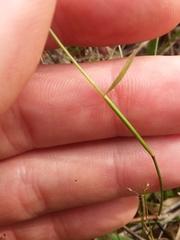 Dichanthelium ensifolium