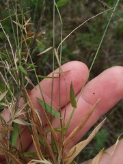 Dichanthelium ensifolium