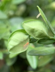 Monarthropalpus flavus