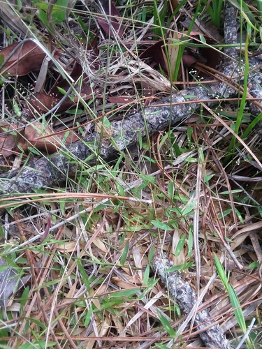 Image of Dichanthelium ensifolium by (c) Will McFarland, some rights reserved (CC BY)