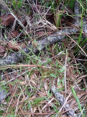 Dichanthelium ensifolium