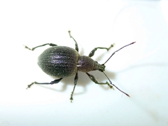 Otiorhynchus pseudonothus