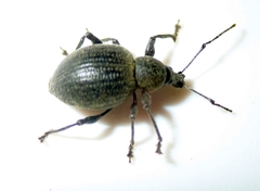 Otiorhynchus pseudonothus