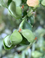 Monarthropalpus flavus