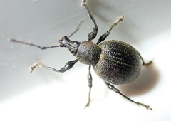 Otiorhynchus pseudonothus