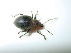 Otiorhynchus pseudonothus