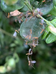 Monarthropalpus flavus